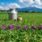 Cow Dice Set: RaMOOna (Preorder)